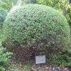 Round-leaved Mintbush used as infusion for relief of headache & colds